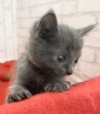 ロシアンブルー【滋賀県・女の子・2024年10月13日・ブルー】の写真2