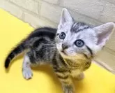 アメリカンショートヘア【滋賀県・女の子・2023年12月24日・シルバータビー】の写真2