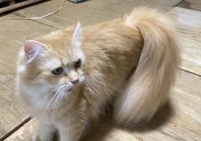 ラガマフィン【・女の子・2020年1月21日・レッドタビー】