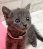 ロシアンブルー【滋賀県・女の子・2023年1月14日・ブルー】の写真3