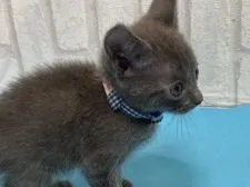 ロシアンブルー【滋賀県・男の子・2022年4月14日・ブルー】の写真3