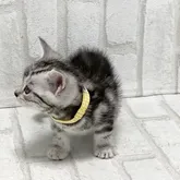 アメリカンショートヘア【滋賀県・男の子・2022年6月12日・シルバータビー】の写真3