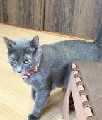 ロシアンブルー【・女の子・2019年4月14日・ブルー】