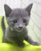 ロシアンブルー【滋賀県・男の子・2023年5月21日・ブルー】の写真3