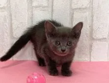 ロシアンブルー【滋賀県・女の子・2021年7月21日・ブルー】の写真3