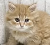 ラガマフィン【滋賀県・男の子・2024年2月1日・クリームタービー】の写真3