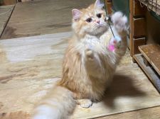 ラガマフィン【・女の子・2020年1月21日・レッドタビー】