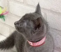 ロシアンブルー【滋賀県・女の子・2021年6月27日・ブルー】の写真4