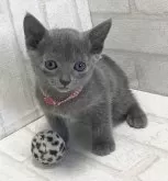 ロシアンブルー【滋賀県・女の子・2024年1月21日・ブルー】の写真4