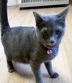 ロシアンブルー【・女の子・2019年4月14日・ブルー】