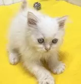 ラガマフィン【滋賀県・男の子・2024年3月30日・クリームタービー&ホワイト】の写真4