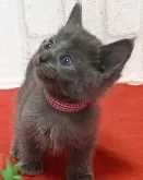 ロシアンブルー【滋賀県・女の子・2024年10月13日・ブルー】の写真4