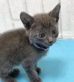 ロシアンブルー【滋賀県・男の子・2022年4月14日・ブルー】の写真4