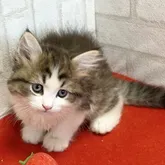 ラガマフィン【滋賀県・女の子・2022年8月21日・ブラウンタビー&ホワイト】の写真4