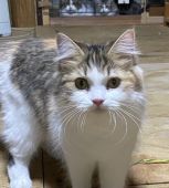 ラガマフィン【・女の子・2019年11月23日・ブラウンパッチドタビー】