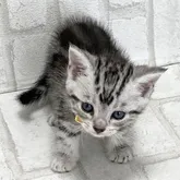 アメリカンショートヘア【滋賀県・男の子・2022年6月12日・シルバータビー】の写真4