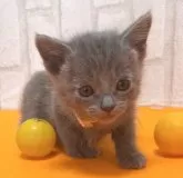 ロシアンブルー【滋賀県・女の子・2024年3月17日・ブルー】の写真5