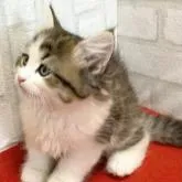 ラガマフィン【滋賀県・女の子・2022年8月21日・ブラウンタビー&ホワイト】の写真5