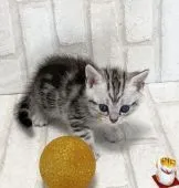 アメリカンショートヘア【滋賀県・女の子・2021年6月15日・シルバータビー】の写真5