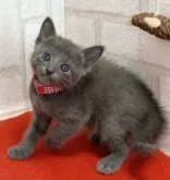 ロシアンブルー【滋賀県・女の子・2023年8月6日・ブルー】の写真5