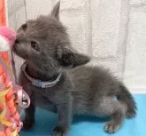 ロシアンブルー【滋賀県・男の子・2024年5月26日・ブルー】の写真5