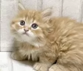 ラガマフィン【滋賀県・男の子・2024年2月1日・クリームタービー】の写真5