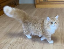 ラガマフィン【・女の子・2023年5月7日・レッドタビー】