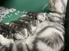 アメリカンショートヘア【滋賀県・男の子・2020年6月14日・シルバータビー】の写真5「生後１４日の兄妹たちの写真です。」