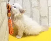 ラガマフィン【滋賀県・男の子・2024年3月30日・クリームタービー&ホワイト】の写真5