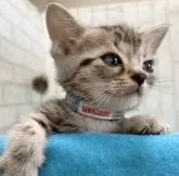 アメリカンショートヘア【滋賀県・男の子・2023年4月7日・シルバータビー】の写真5