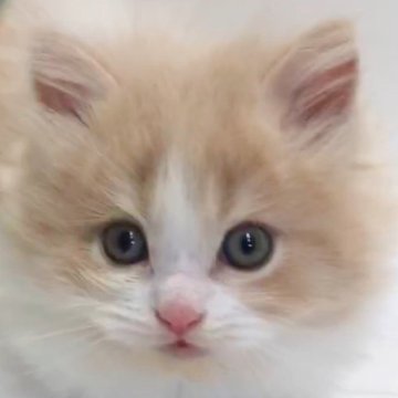ブリティッシュロングヘア【愛知県・男の子・2024年8月14日・クリーム&ホワイト】の写真「可愛いふわふわのブリティッシュの男の子です♡」
