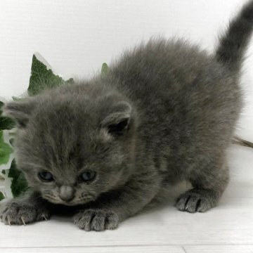 ブリティッシュショートヘア【愛知県・女の子・2025年7月31日・ブルー】の写真「ブリティッシュの女の子❣️」