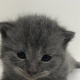 スコティッシュストレート