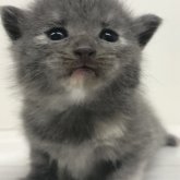 スコティッシュストレート