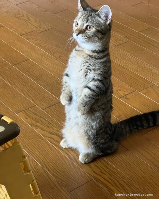 マンチカン【・女の子・2024年2月1日・ブラウンスパテットタビー】