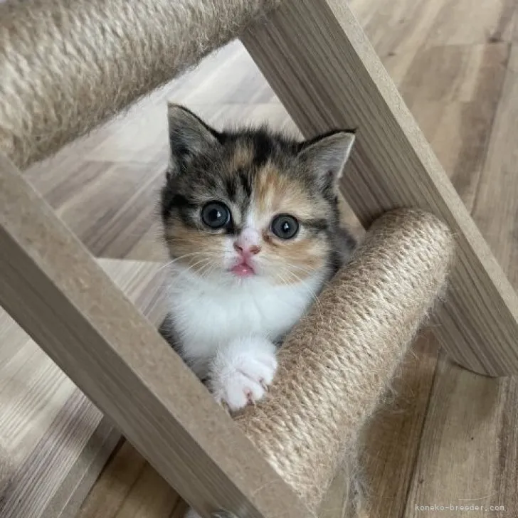 ももちゃんママ 様のお迎えした子猫