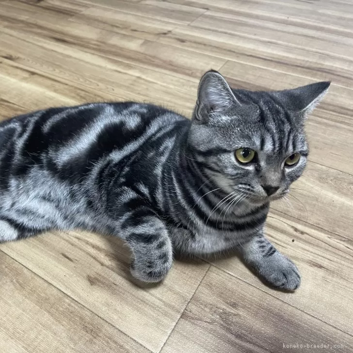 ID：2407-02628の子猫