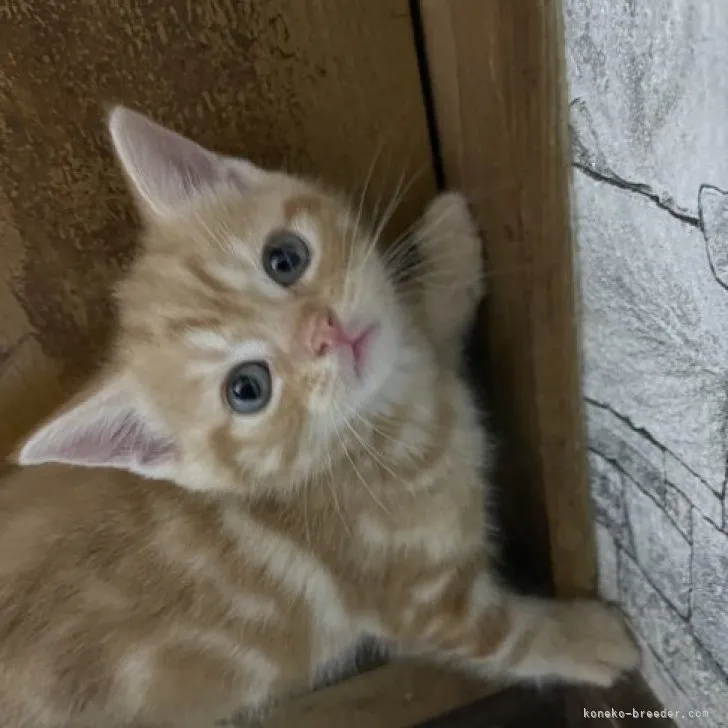 ID:2306-02440の子猫