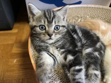 スコティッシュフォールド(立ち耳)【岡山県・女の子・2022年4月15日・シルバータビー（ショート）】の写真「好奇心旺盛な女の子」