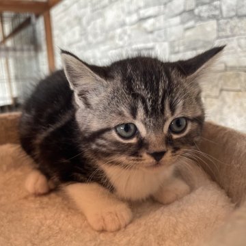 スコティッシュフォールド(立ち耳)【岡山県・男の子・2024年4月22日・シルバータビー&ホワイト（ショート）】の写真「まん丸いお顔と大きなお目めですね。」