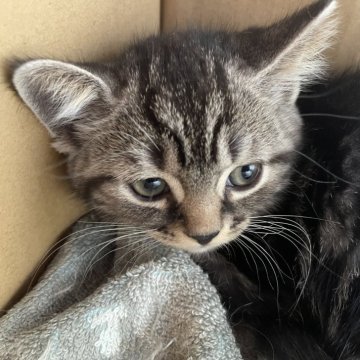 スコティッシュフォールド(立ち耳)【岡山県・男の子・2024年4月22日・ブラウンタビー&ホワイト（ショート）】の写真「のんびり屋さんの男の子」