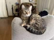 スコティッシュフォールド【・男の子・2025年4月30日・ブラウンタビー】