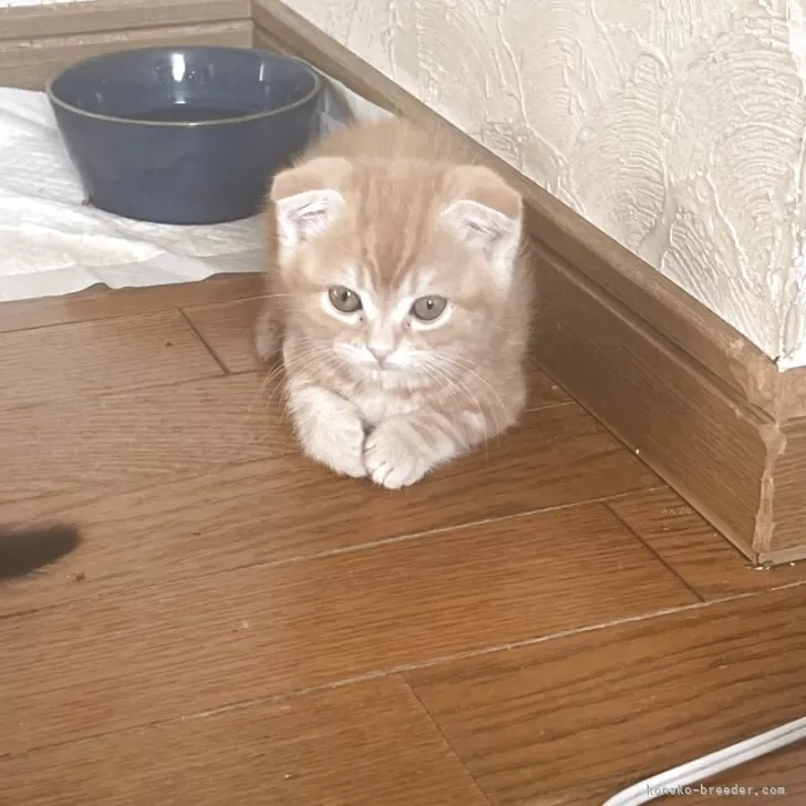 ID:2506-01178の子猫