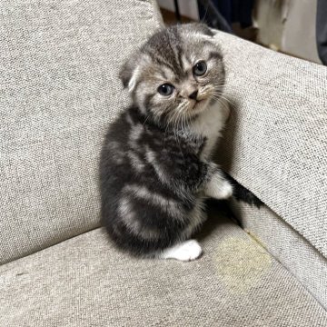 スコティッシュフォールド【岡山県・女の子・2025年9月19日・シルバータビー&ホワイト(ショート)】の写真「まんまるなお顔」