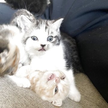 スコティッシュフォールド(立ち耳)【岡山県・男の子・2025年9月19日・シルバータビー&ホワイト（ショート）】の写真「まんまるお顔の可愛い子」