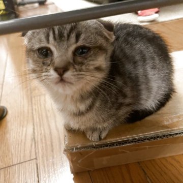マンチカン✖️スコティッシュフォールド【岡山県・女の子・2025年9月11日・シルバータビー（ショート）】の写真「大人しい女の子」