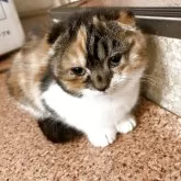 スコティッシュフォールド(折れ耳)