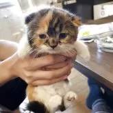 スコティッシュフォールド(折れ耳)