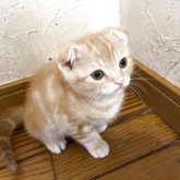 マンチカン✖️スコティッシュフォールド