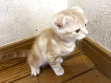 マンチカン✖️スコティッシュフォールド【岡山県・男の子・2025年9月10日・レッドタビー】の写真2